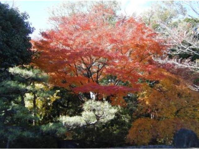 紅いね～