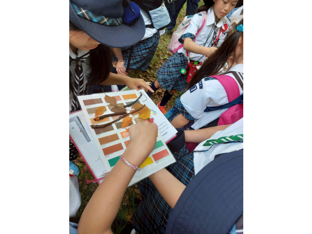 自然の色合わせ