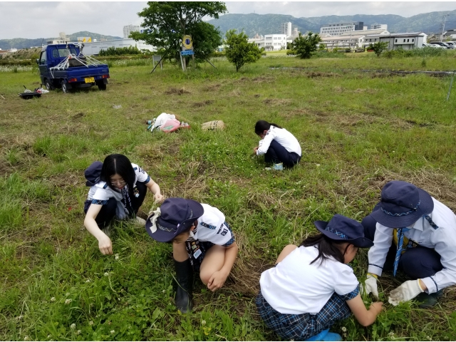 ４つ葉、５つ葉を探しています