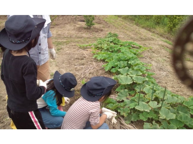 野菜の葉っぱにも興味津津！