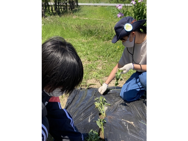 芋の苗植え中です。