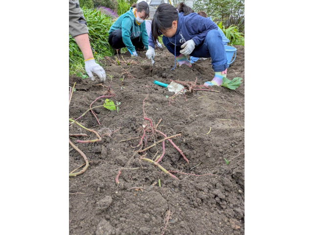 つるの下を掘っていきます。