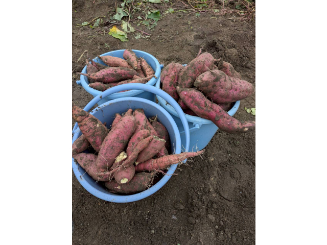 たくさん取れました。