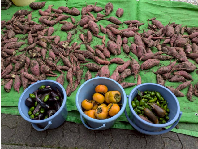 他にも柿・なす・ピーマンも収穫させていただきました♪