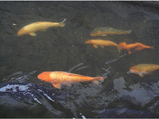 瀬戸川には大きな鯉が　スイスイ泳いでいます。