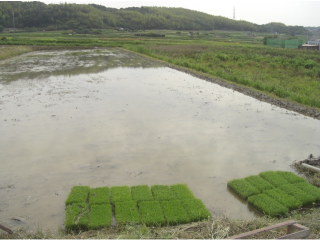 ここで、田植えをします